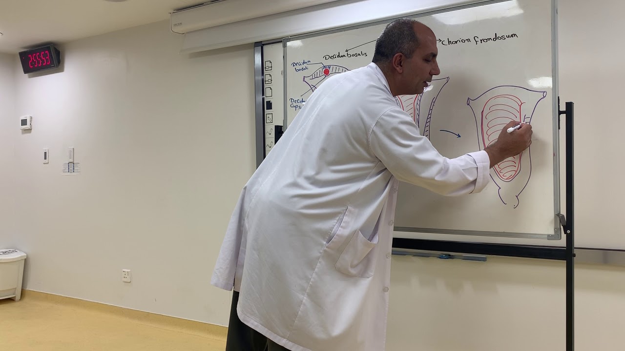 7- Introduction to placenta