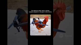Первая в мире КУРИЦЫ что не умеет летать 😳
