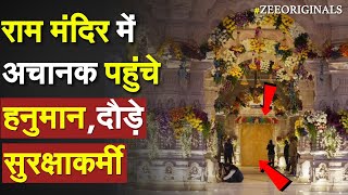 Ramlalla को देखने अचानक आए हनुमान, दौड़े सुरक्षाकर्मी |Monkey Enter in Ram Temple GarbhaGrih Ayodhya