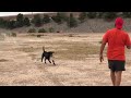 Finn plays frisbee.