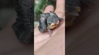 "Tiny Bird Hatchling Grows Up Before Your Eyes"