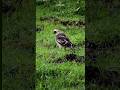 #phonk #nest #cat #wildlife #new #tiger #animals #nature #birds #cute #funny #foryou #motivation #fy