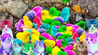 Tangkap Ayam Lucu, Ayam Warna Warni, Ayam Rainbow Gokil, Kelinci, Bebek, ikan hias, Animal Cute 338 by Rumah Sato  9,347 views 5 months ago 6 minutes, 21 seconds