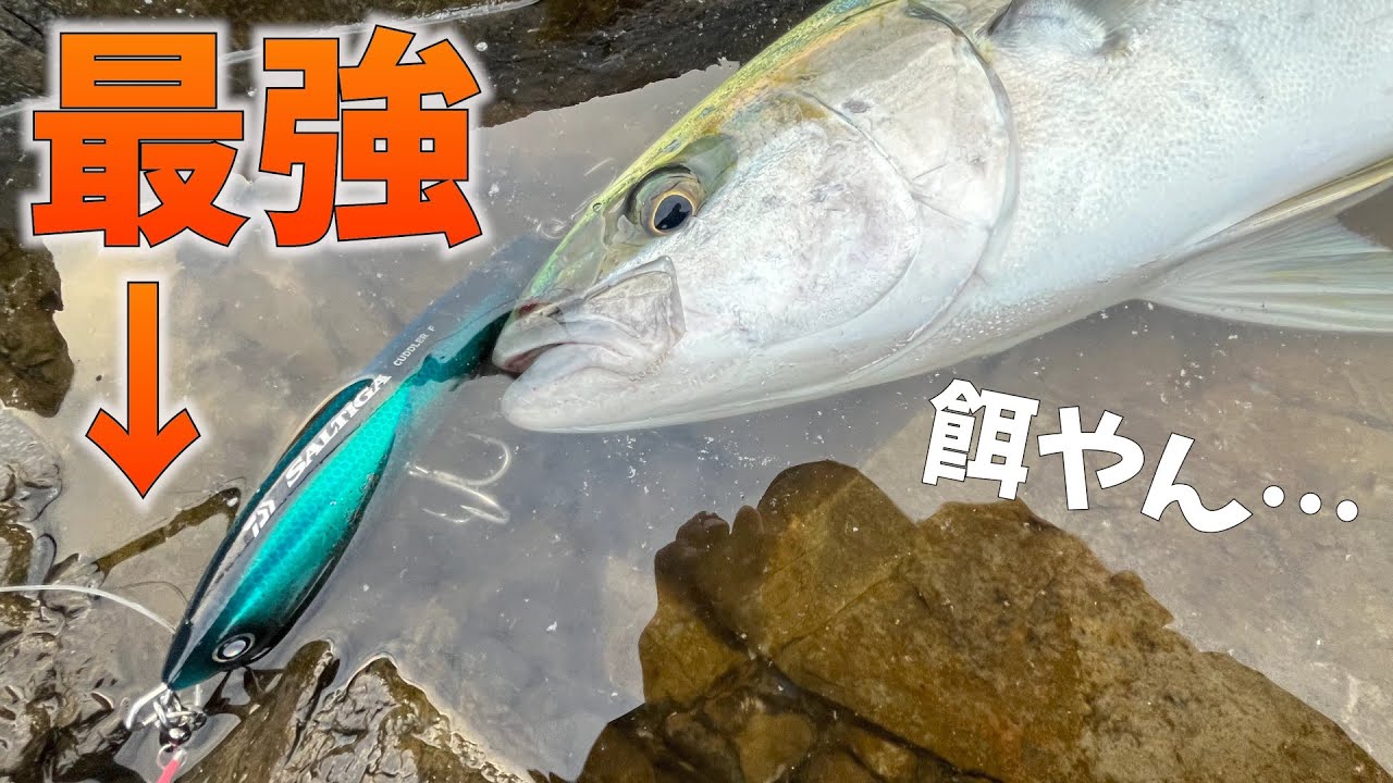 【必釣】新発売のダイビングペンシルが釣れすぎてもはや餌だった…