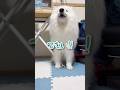 意思表示が天才的すぎるサモエド #大型犬のいる生活 #samoyed #癒し