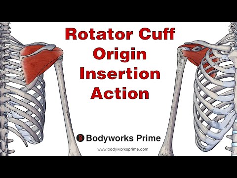 Rotator Cuff Anatomy:
