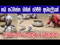 Sri lankan snakes  toque macaque fight  kmj tv