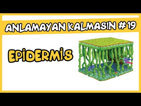 Anlamayan Kalmasın #19 Epidermis