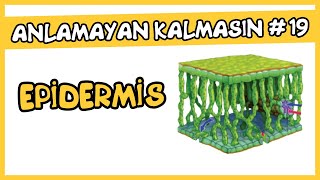 Anlamayan Kalmasın #19 Epidermis