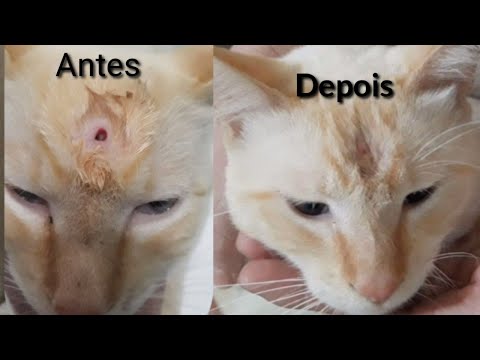 Como tratar ferimentos em cães e gatos  em casa  gastando muito pouco