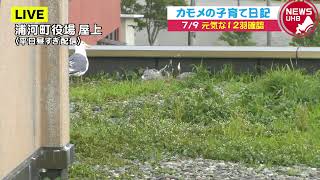 🔔LIVE… カモメの子育て日記 7月9日(金)