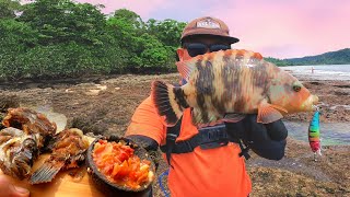 CATCH & COOK || Use this bait at low tide, guaranteed to strike delicious reef fish