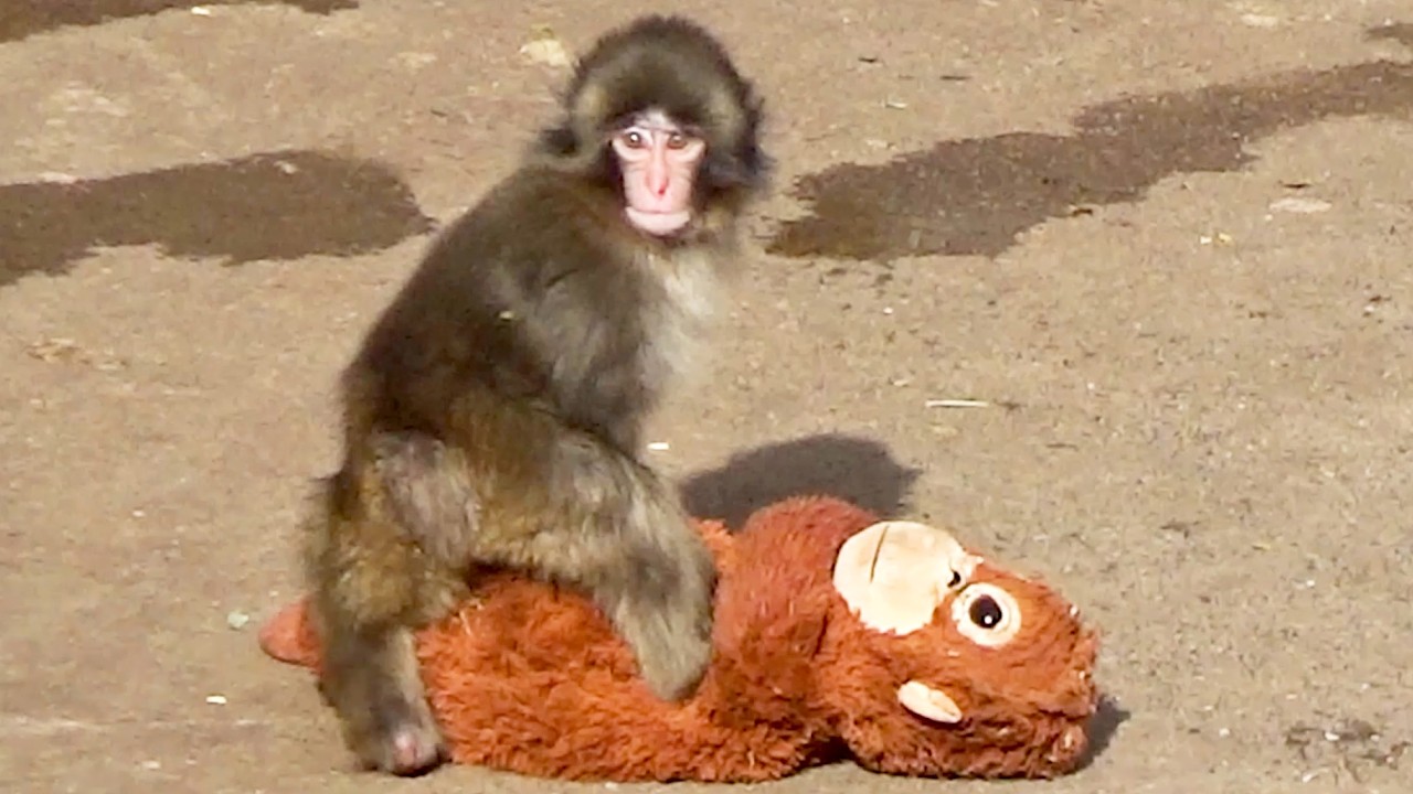 Where did he learn this?! 😂 Punch’s wild dance on his Mom!