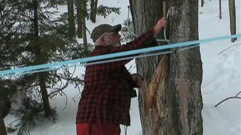 Tapping Trees for Vermont Maple Sap