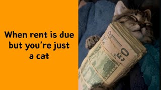 50 Funny And Wholesome Animal Memes To Take A Break From The Noise Noticias