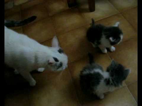=_= Mamma gatta Tilly con i suoi tre piccoli =_=