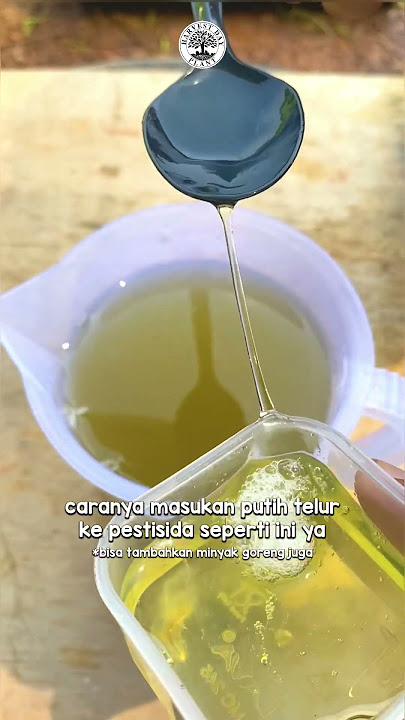Cara Buat Perekat Pestisida Termurah, Tercepat dengan Bahan ini saja, DIJAMIN MANJUR