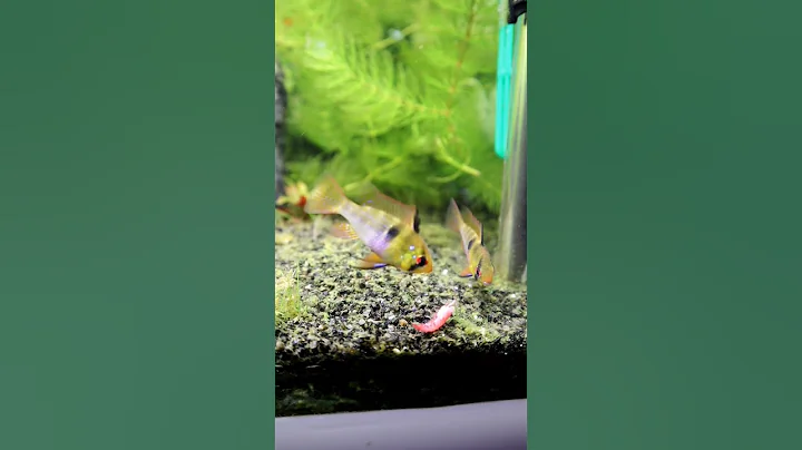 ramireziler karides yiyor #aquascape #fish #aquari...