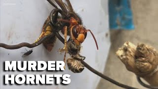 Do Arkansans Need To Be Worried About The Murder Hornet?