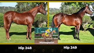 2022 Rolling A Ranch's Quarter Horse Yearling Consignment
