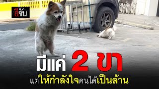 คลิปโซเชียล น้องหมูยอ หมาพิการ 2 ขา ที่สร้างกำลังใจให้ทุกคนที่ได้เห็น | อีจัน EJAN