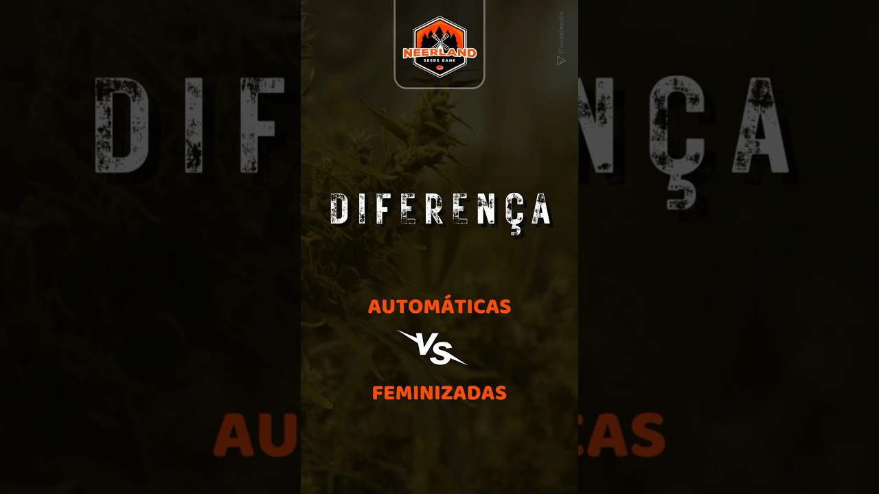 Diferenças sementes automáticas e feminizadas !