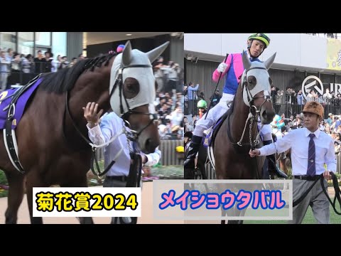 菊花賞2024】首なでなでこしょこしょもしてもらえて気分よく颯爽と歩く