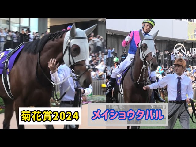 菊花賞2024】首なでなでこしょこしょもしてもらえて気分よく颯爽と歩く
