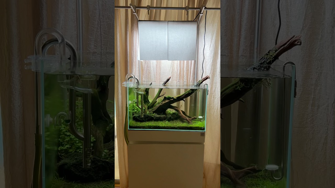 This hobby can be tough. Never give up #aquascapr #aquarium #fishtank
