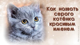 Какое имя выбрать для серого котёнка, кошки, кота . Что главное в кличке питомца. Примеры имён