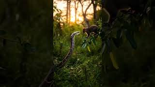 The python attack the baby bush