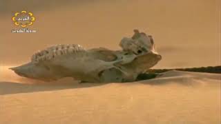 وثائقي بحر الرمال جولة في صحراء ناميبيا الأفلام العالمية الوثائقية