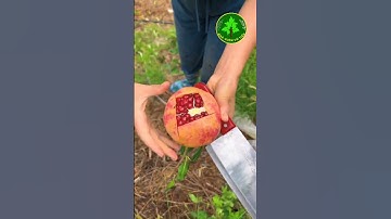 Các Bác Chọn Bưởi hay Chọn lựu Đỏ Ấn Độ| Nhà Vườn Vũ Tiến#shorts