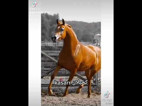 منقذ ابو كسار