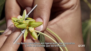 1. Reproductive biology of cassava / Biología reproductiva de la yuca/mandioca