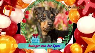 Manchester Terrier Weihnachtsgruß - Jingle Bells by Peter Berlin 253 views 3 years ago 4 minutes, 45 seconds
