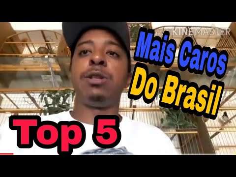 Os 5 passaros mais caros do BRASIL / MANO TOM