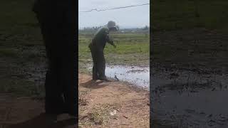 karate vs king cobra