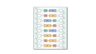 DNA structure 2S