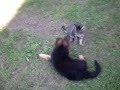 pup and cat @120 fps