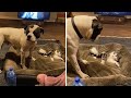 Dog gets hilariously annoyed of cat stealing his bed