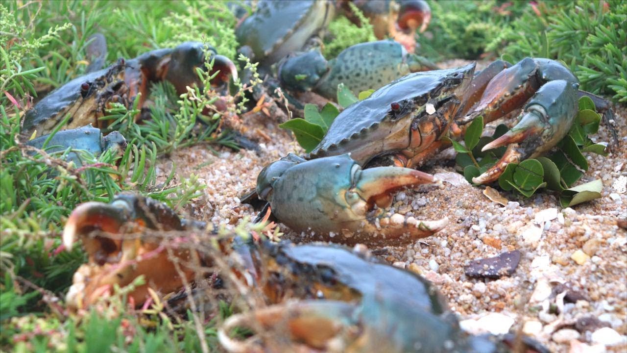 妹子來到廢棄養殖場，不料竟是大批生猛海鮮的老巢，一隻比一隻大！ 【海村小梅】