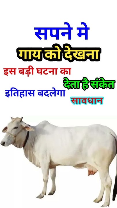 Sapne Mein Gaay Dekhna Seeing Cow In Dream gaye sapne-mein-gaay-dekhna-seeing-cow-in-dream-gaye