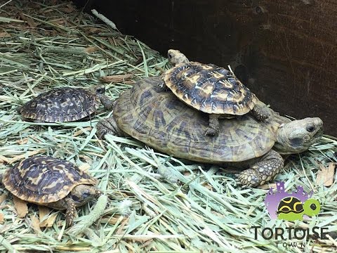 red foot tortoise diet sheet Baby African pancake Tortoises hanging out with adults
