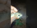 rat caught on camera#rat