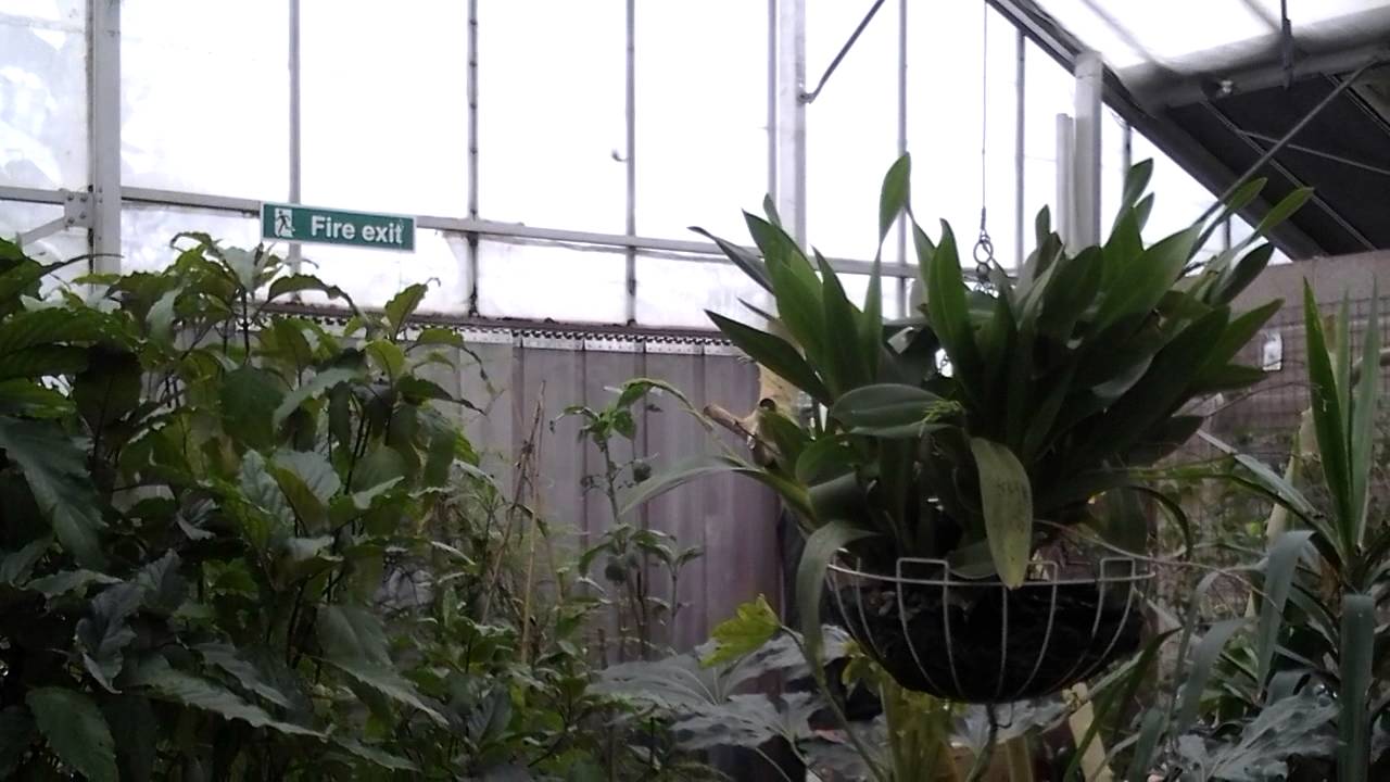 Butterfly zoo Symonds Yat 4 YouTube