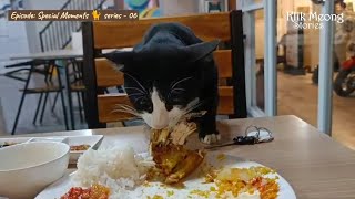 Handsome Cat in Tuxedo Costume ‍⬛ Asks to Share Fried Chicken