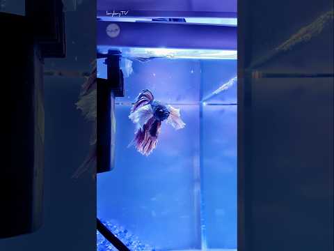 Hydro Angels💚 #bettafish #dubai #fishkeepinghobby #fightingfish