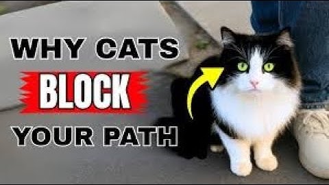 Why Does My Cat Block My Path? The Shocking Truth Uncovered!