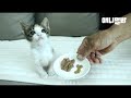 하늘의 별이 된 고양이가 남기고 간 일곱 보물ㅣCat Who Died Because Of Disease Left Treasures To Her Guardian